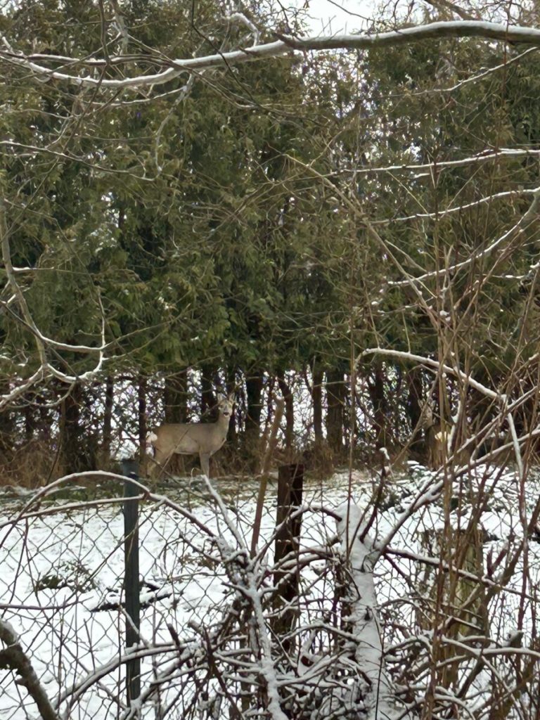 Sanierungsbedürftiges Einfamilienhaus in bester Lage in Tungendorf zu verkaufen!